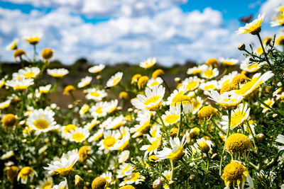 Close-up of yellow flowering plants on field