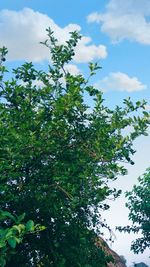 Low angle view of flowering plants against sky