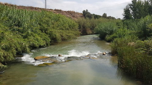 Scenic view of river flowing in forest against sky
