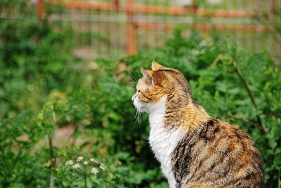 Side view of a cat looking away