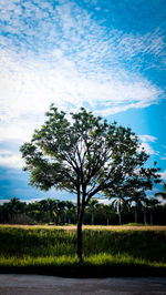 Trees on landscape against sky