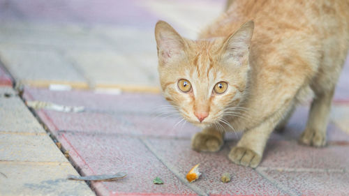 Portrait of cat