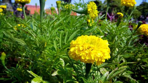 Close-up of yellow flowers blooming in field
