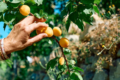 Woman's hand pick a ripe apricot on branch with apricots hanging on a tree in garden in summer day.