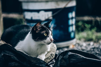 Close-up of a cat looking away