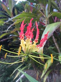 Close-up of insect on plant