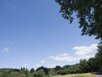 Low angle view of trees against blue sky