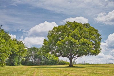 Trees on field against sky