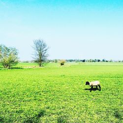 Sheep on grassy field against clear blue sky
