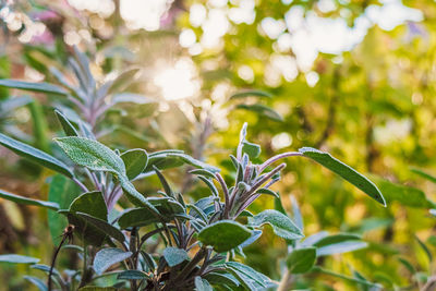 Close-up of plant on sunny day