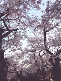 Low angle view of trees against sky