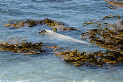 High angle view of duck swimming in sea