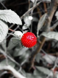 Close-up of red berries