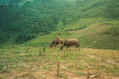 Horses in a field