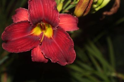 Close-up of red flowers