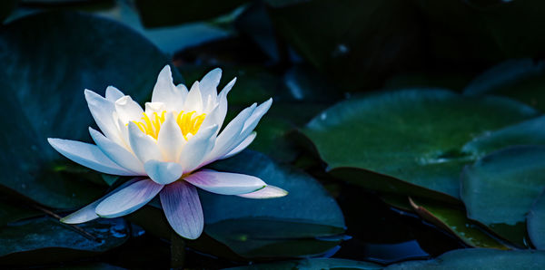 Close-up of water lily in pond