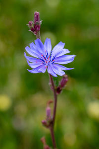 Close-up of purple flowering plant