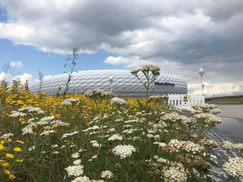 Scenic view of white flowering plants against sky