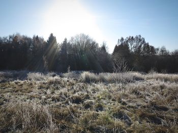 Plants growing on field against clear sky