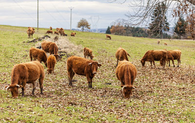 Horses grazing in a field