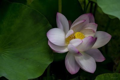 Close-up of pink water lily