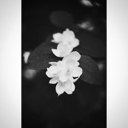 Close-up of white flowers blooming outdoors