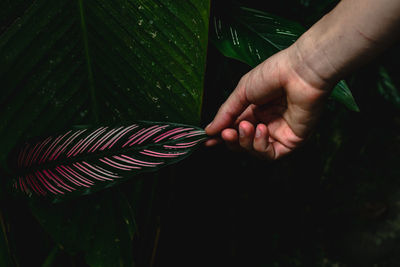 Close-up of hands on leaf