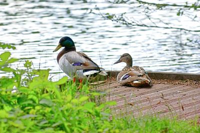 Duck swimming on lake