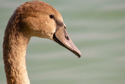 Close-up of swan