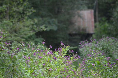 View of flowering plants on field