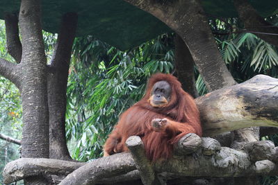 Female orang utan sitting on tree at safari park cisarua