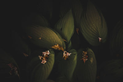 High angle view of flowering plants at night