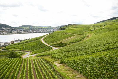 Beautiful wineries in the summer season of western germany, visible road between rows of grapes.