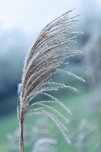 Close-up of snow on plant against sky