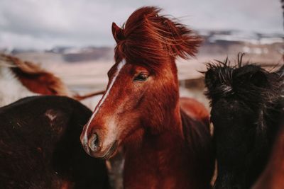 Close-up of two horses