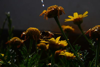 Close-up of flowers blooming outdoors