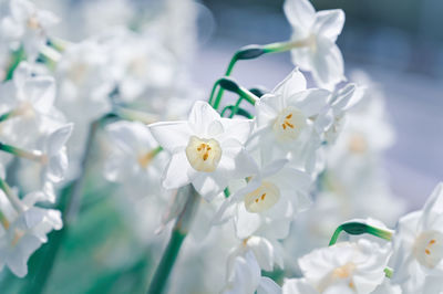 Close-up of white cherry blossom