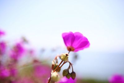 Close-up of fresh pink flowers blooming against clear sky