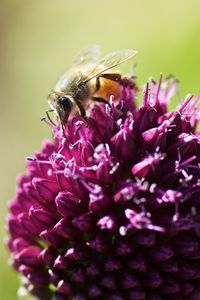 Close-up of bee on purple flower