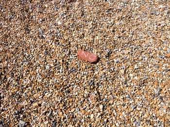 High angle view of shell on sand