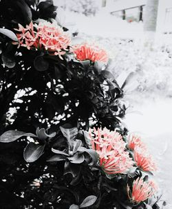 Close-up of flower bouquet