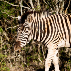Portrait of zebra standing outdoors