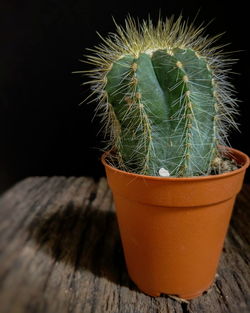 Close-up of succulent plant in pot