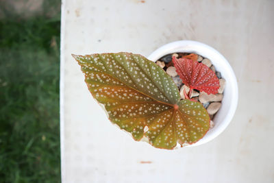 High angle view of fruit on plant