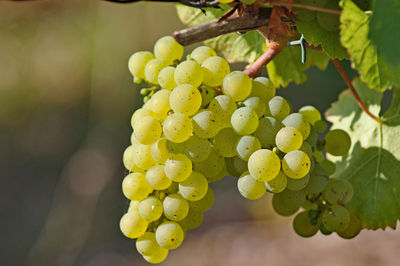 Close-up of fruits on leaf