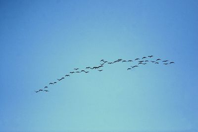 Low angle view of birds flying in clear blue sky