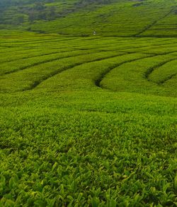 Scenic view of agricultural field