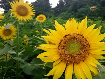 Close-up of sunflower