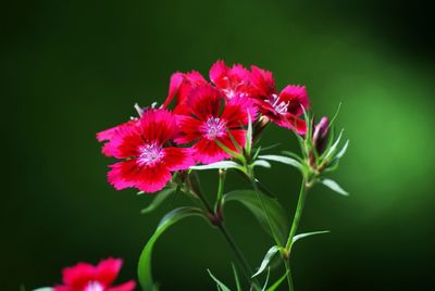 Close-up of pink flowers blooming outdoors