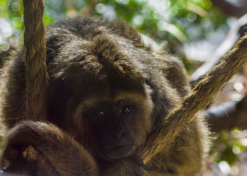 Close-up portrait of a monkey